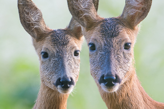 Pair of roe deer on a Wildlife Trust reserve - credit Donald Sutherland