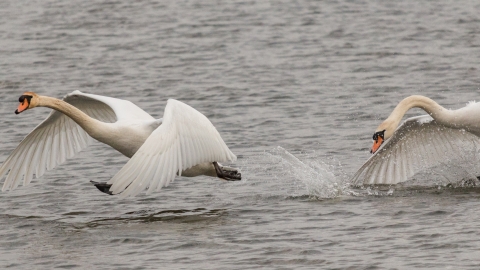 Swans at Alvecote