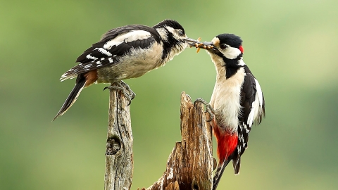 Great Spotted Woodpecker feeding junior Kathleen Everitt