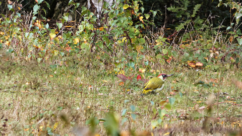 Green woodpecker at Whitacre Heath