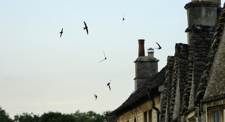 Common swift (Apus apus) screaming party silhouetted against the sky as they fly in formation over cottage roofs at dusk